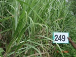 128870249b-rainfed-irrigated-groundwater-cotton-dominant-sugarcane-gram.gif