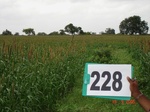 128130228a-rainfed-agriculture-millet.gif