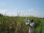 6286054b-irrgiated-supplemental-groundwater-rice-sugarcane-doublecrop.jpg