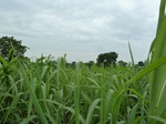 18374P1000210.JPG