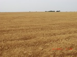 29380CIMG0614.JPG