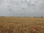 29406CIMG0641.JPG