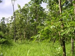 43677pic1.jpg
