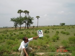 13223033b-irrigated-supplemental-tank-rice-singlecrop.gif