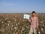8050041-Irrigated (Surface water) cotton-a.jpg