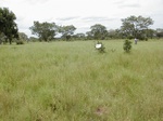 12159GT156_fallow.JPG