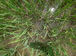 1802220090910_gt02b_Agriculture_Rice_Irrigated_Triple_Continous.JPG