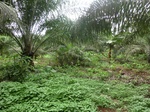 45760CIMG2845.JPG