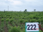 127970222d-rainfed-agriculture-mixedcrop-cotton-dominant-sorghum-gram.gif