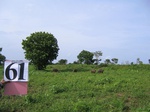 1054361-cropland-vegetables-b.gif