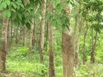 44006CIMG1191.JPG