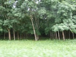 20394P1020251.JPG