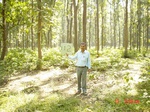 6654gt112-forest-1.jpg