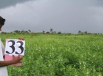 1187433-cropland-sesamum-b.jpg