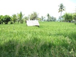 15439IMG_4315.JPG