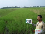 132160338a-rainfed-agriculture-rice.gif