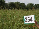 129090254c-rainfed-agriculture-millet-sorghum.gif