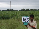 126000163c-irrigated-supplemental-groundwater-mixedcrop-soyabean-sorghum-sugarcane.gif