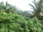 20650P1020507.JPG