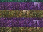 11662087-Irrigated (Surface water) cotton-b.jpg