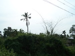 542610052008(36).JPG