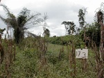 12273GT173_harvested_mais_weedy.JPG