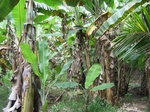 1172613-plantation-banana-a.jpg