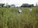 12303GT202_imperata_chromolaena.JPG