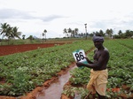 6388086a-irrigated-supplemental-minor-tubewell-maize-vegetables.jpg