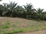 50735CIMG1364.JPG