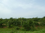 18762P1000600.JPG