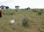 12096GT097_1yrFallow.JPG