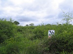 1178026-shrubland-degradeda.jpg