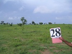 1178528-cropland-rainfed-1yr-fallowa.jpg