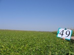 10262049-Irrigated (SW) maize-gram-strips-c.jpg