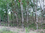 44128CIMG1313.JPG