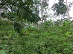 50917CIMG0274.JPG
