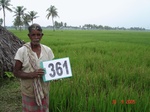 132890361a-irrigated-canal-rice-doublecrop.gif