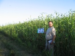 11465022-irri-sorgum-1a.jpg