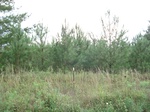 32357p89_s.jpg