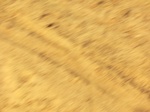 48100CIMG4437.JPG