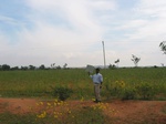 7980gt96a._cropland_bajra.jpg