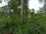 54982Berau (283).JPG