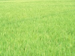 17575100_2512.JPG