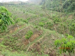 53367CIMG6662.JPG