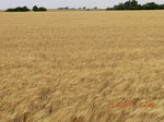 29372CIMG0606.JPG