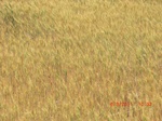 29793CIMG1159.JPG