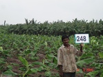 128840248c-irrigated-supplemental-groundwater-banana-dominant-sugarcane.gif