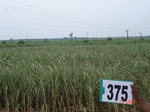 133390375c-irrigated-canal-sugarcane.gif