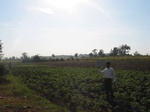 9333gt045a-cropland-rainfed-mixed.gif